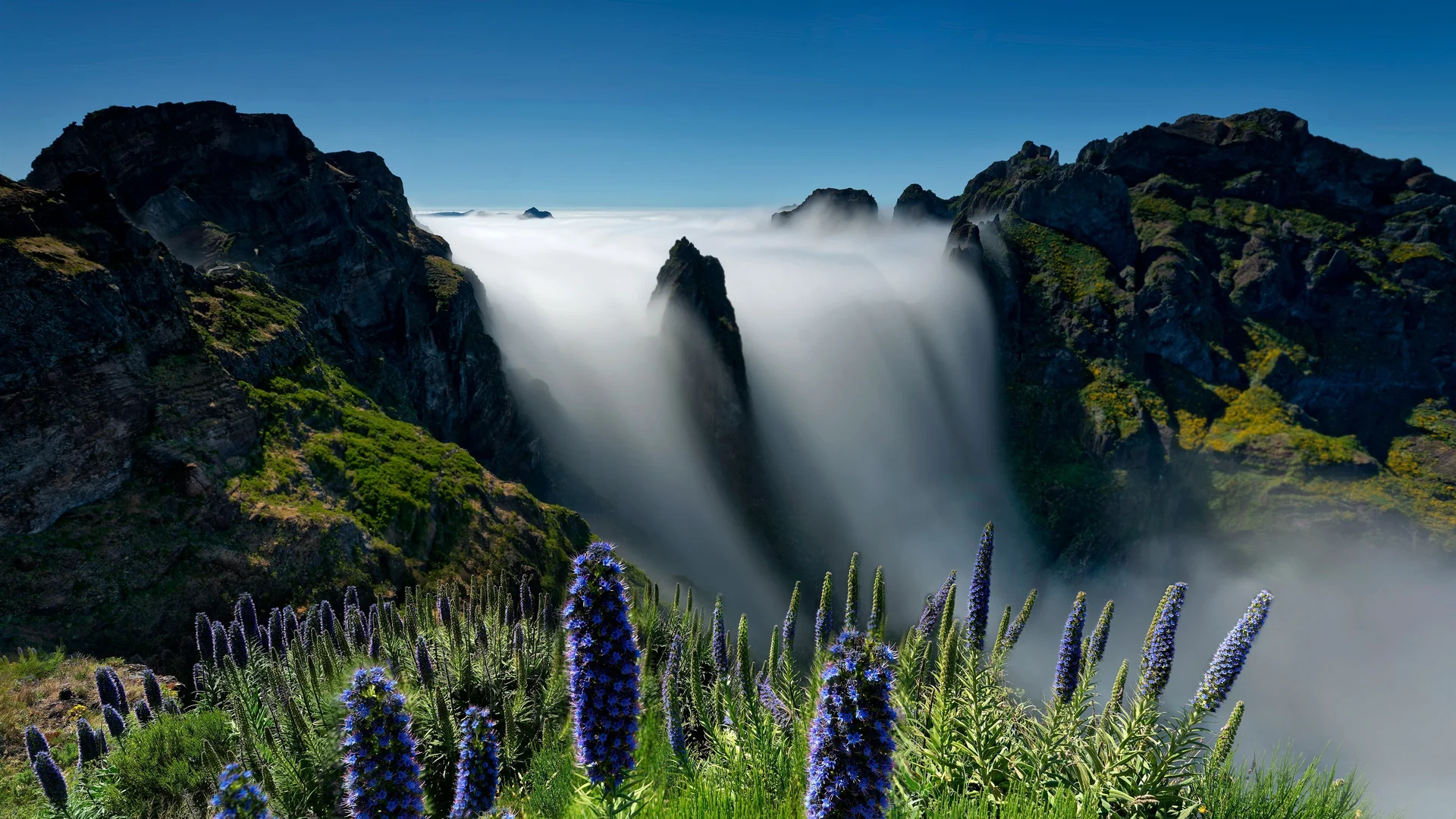雾涌蓝花 4K 山景壁纸 空灵氛围感云雾山花场景桌面背景