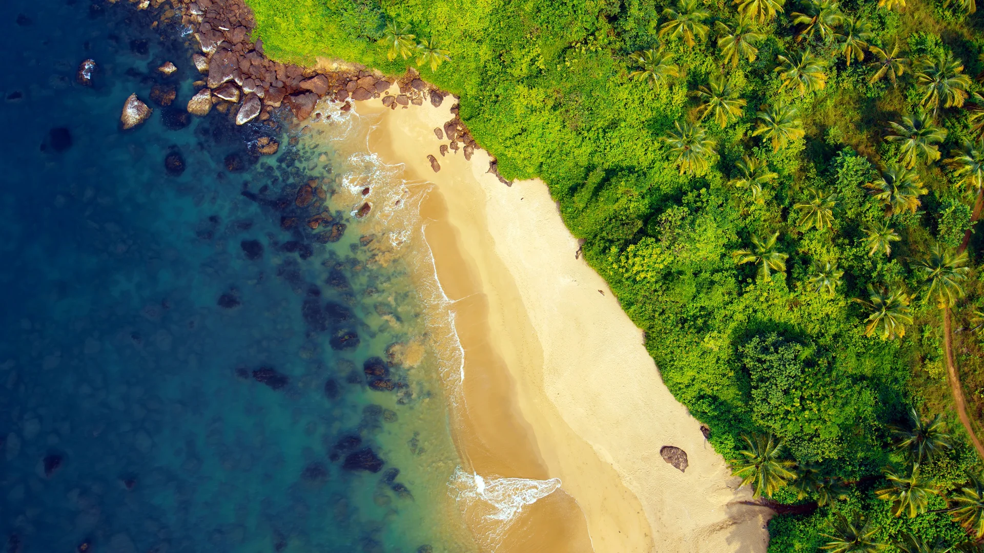 椰林秘境 4K 自然壁纸 清新治愈感滨海椰林场景桌面背景