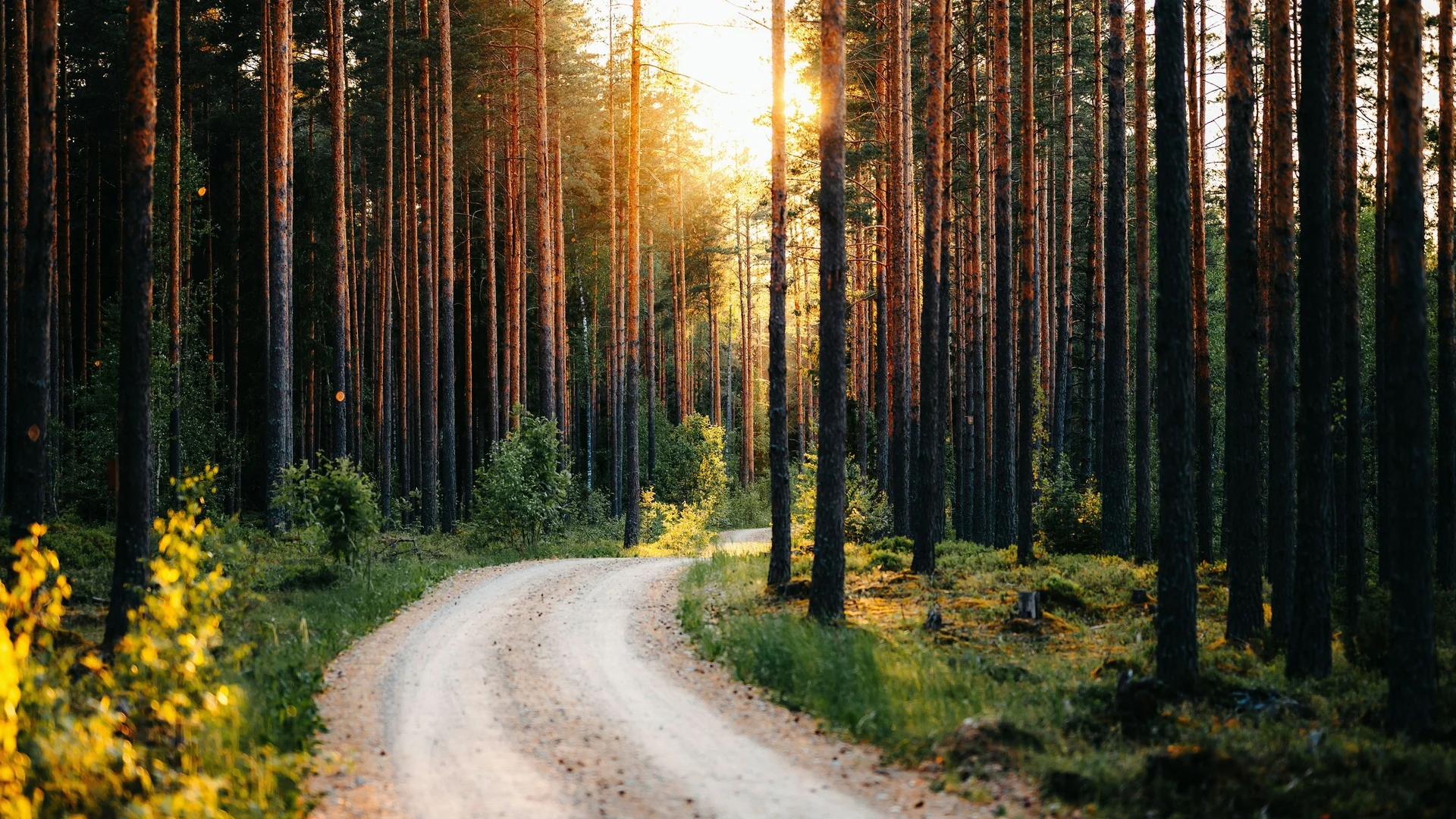 金林幽径 4K 自然壁纸 暖调治愈感松林小径场景桌面背景