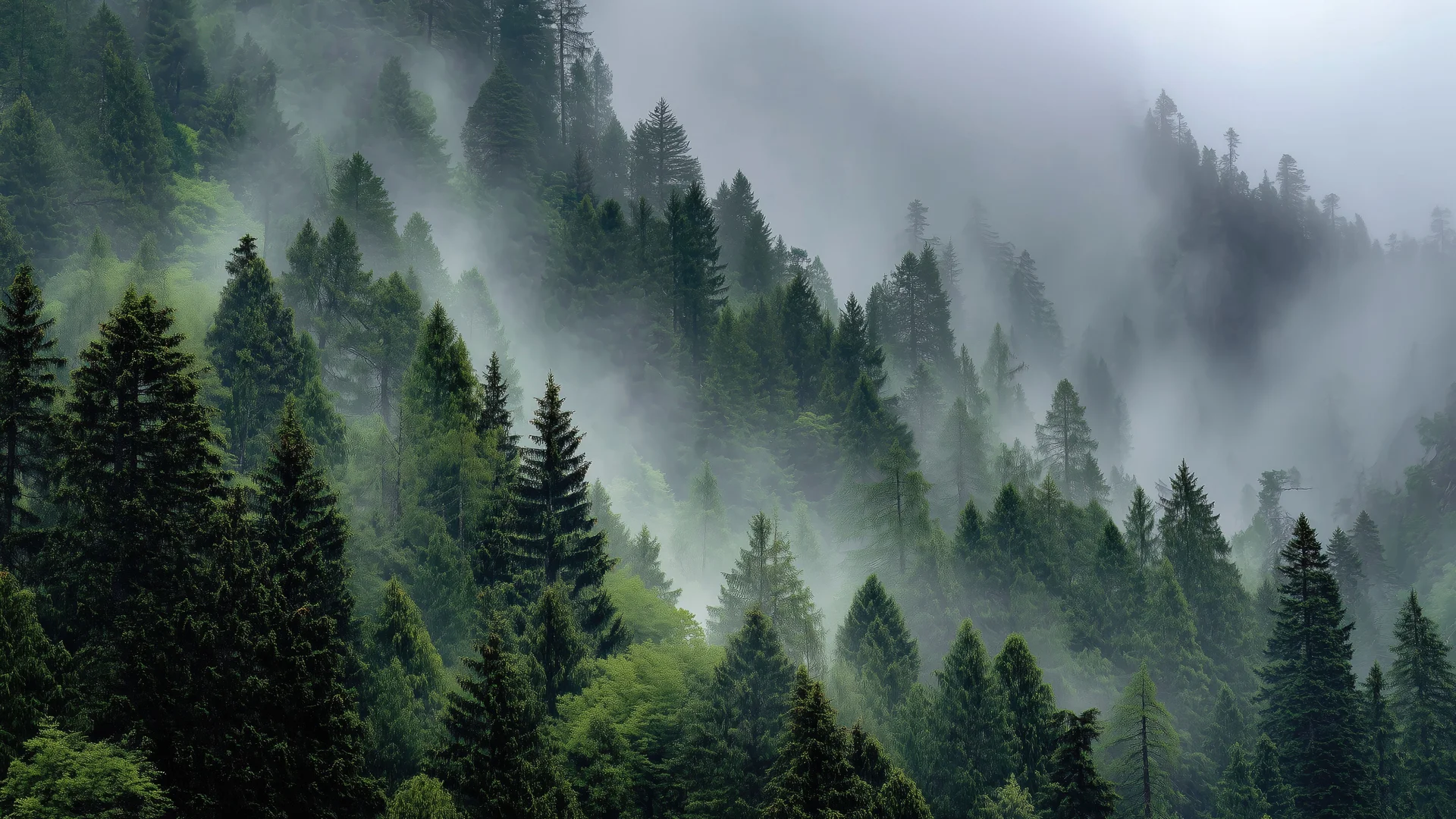 雾隐翠林 4K 自然壁纸 空灵静谧感雾松山林场景桌面背景
