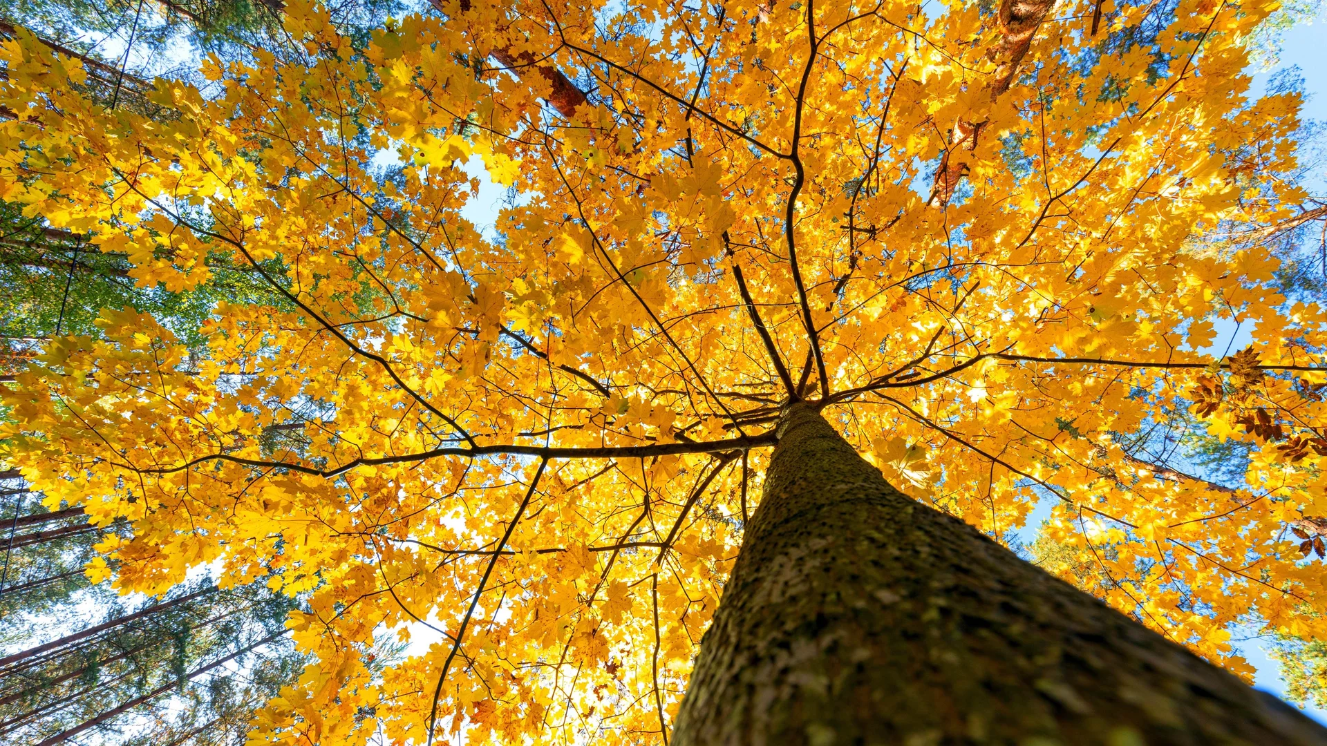 金叶穹顶 4K 自然壁纸 暖调舒展感秋林仰拍场景桌面背景