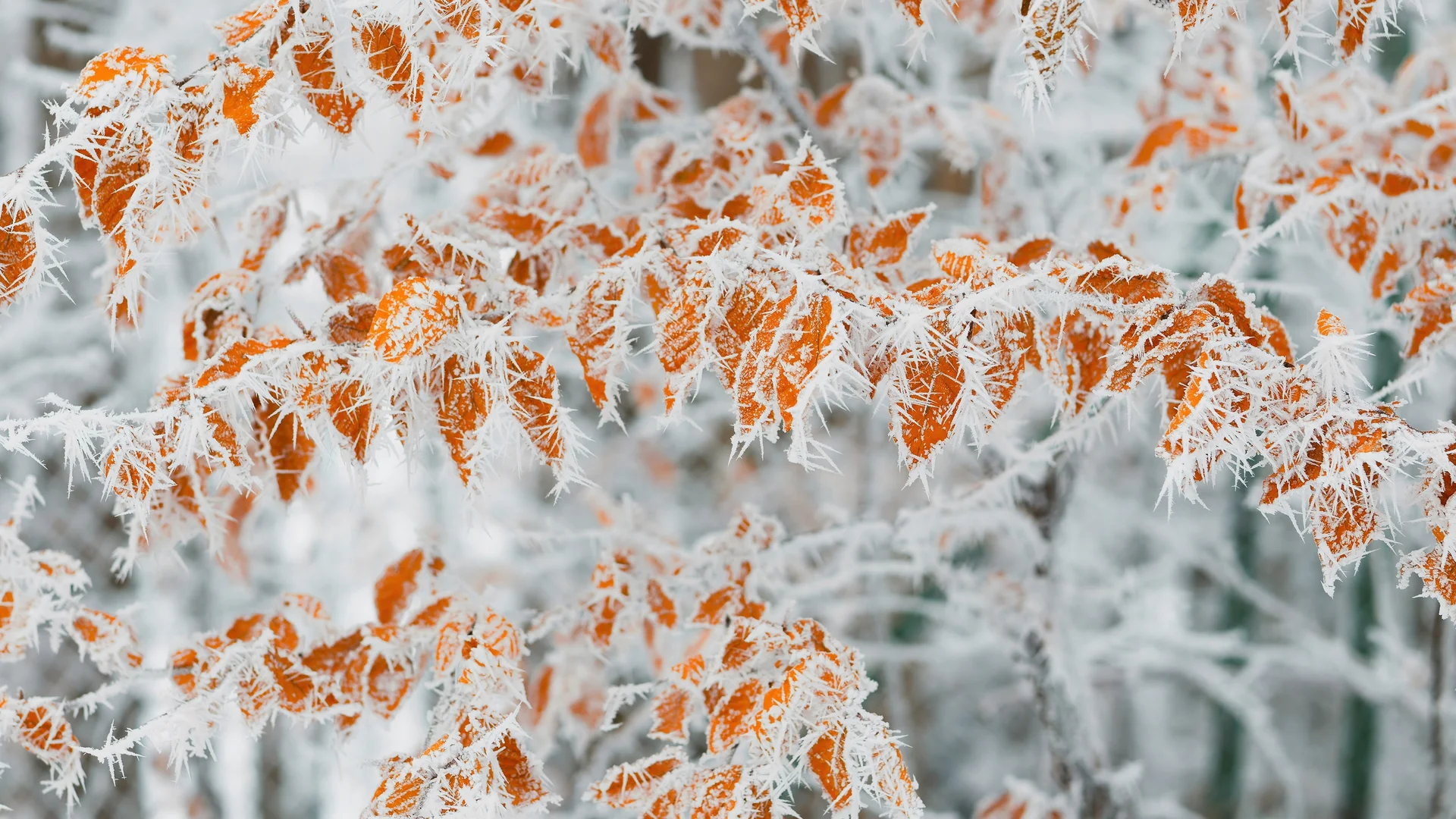 霜叶琼枝 4K 自然壁纸 清冷治愈感雾凇秋叶场景桌面背景4K壁纸_4K风景