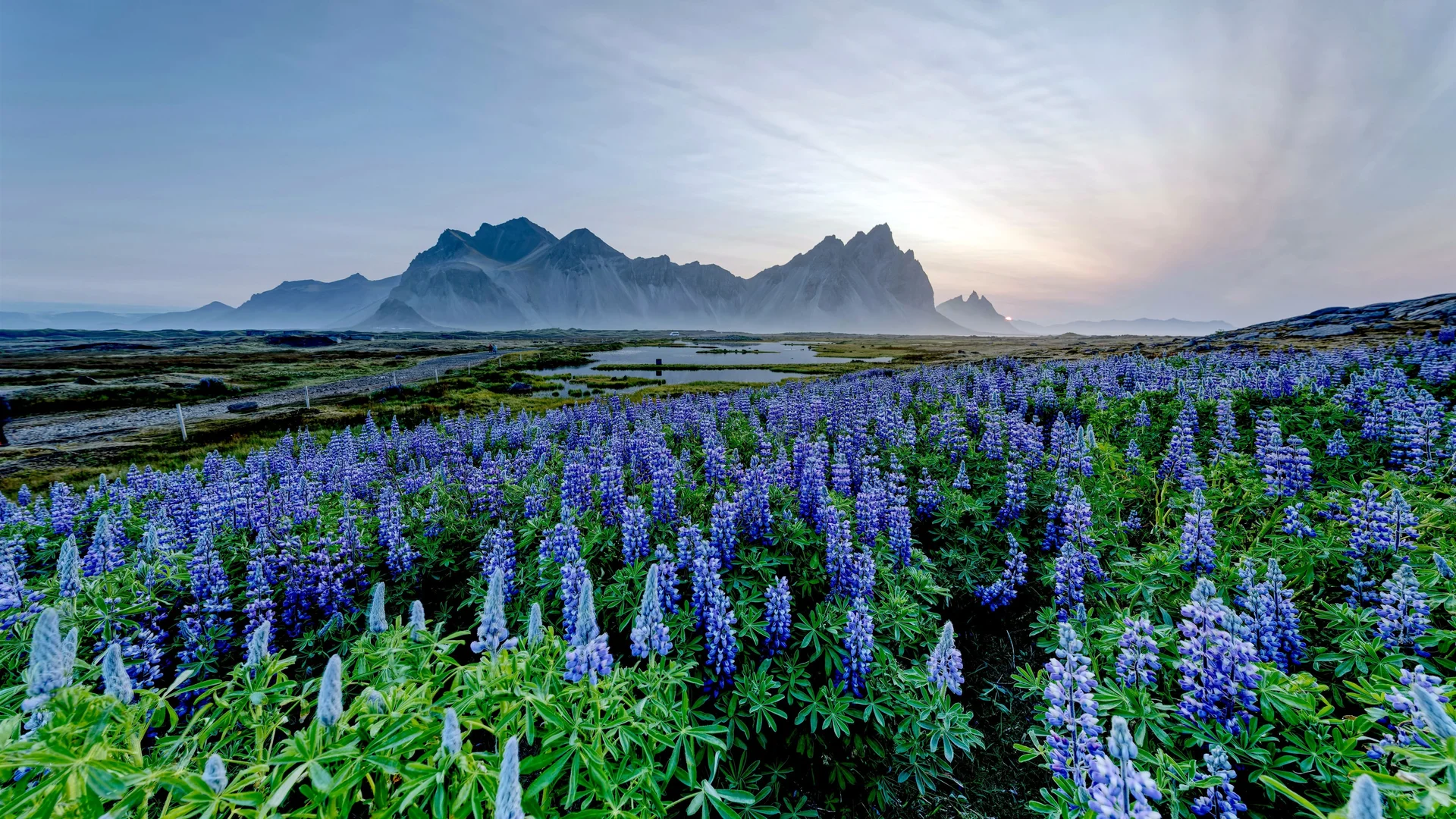 冰岛鲁冰花田 4K 自然壁纸 清新治愈感花海雪山场景桌面背景4K壁纸_4K风景