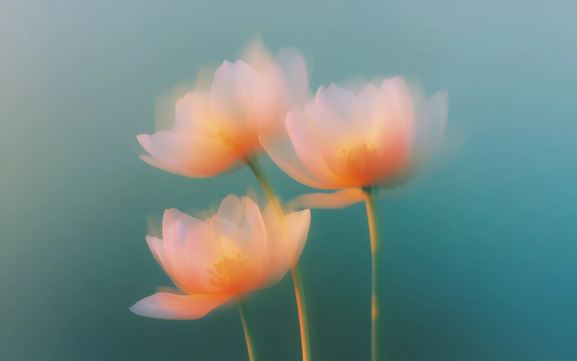 花簇澄光 4K 自然壁纸 静谧治愈感虞美人花簇场景桌面背景4K壁纸_4K背景