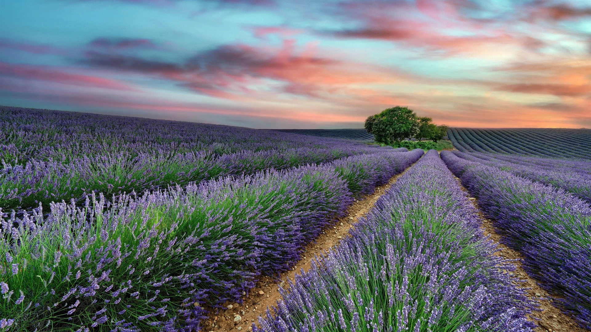 普罗旺斯薰衣草田粉紫晚霞 4K 自然壁纸 清新治愈感南法花田场景桌面背景