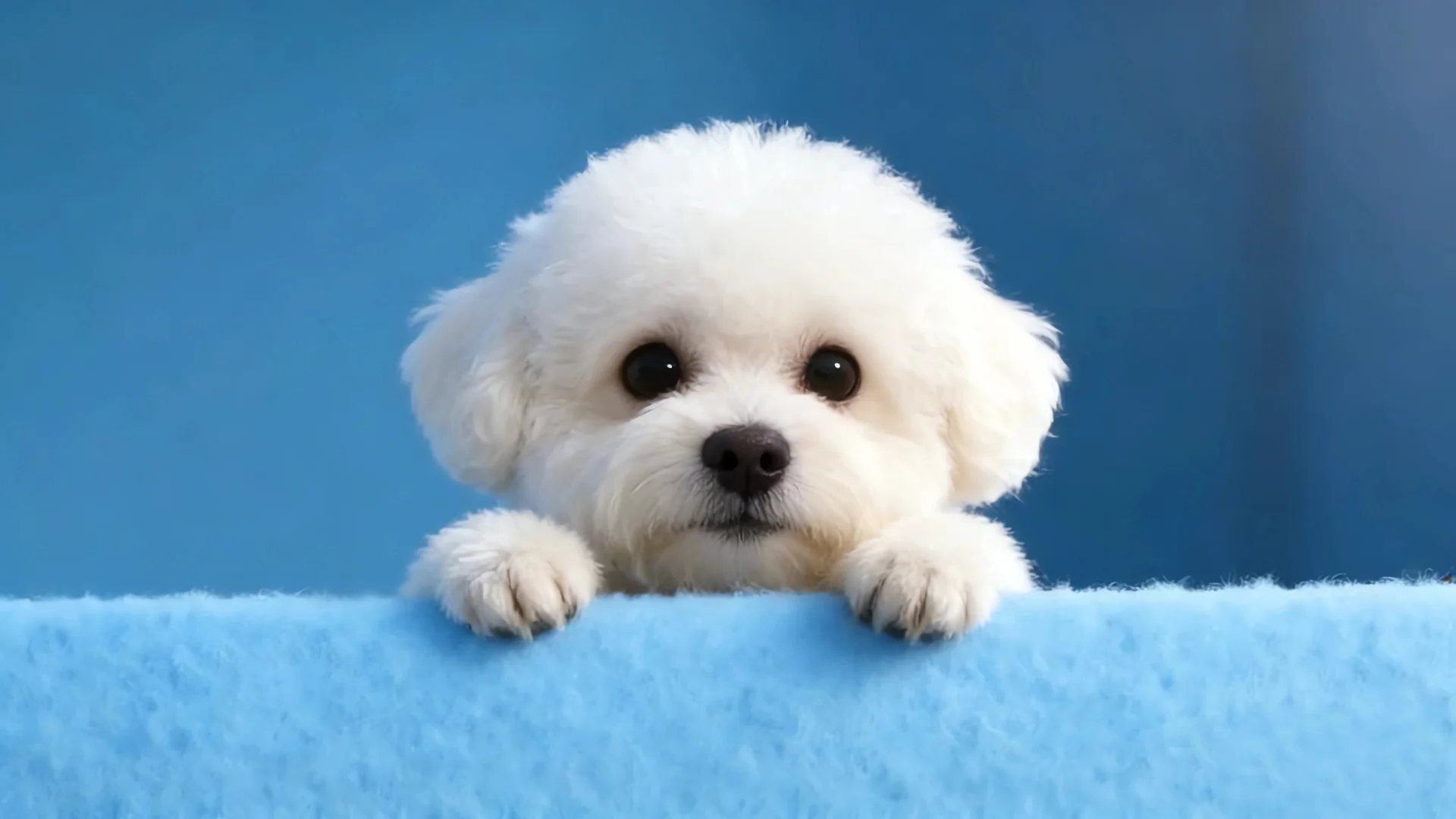 白色比熊犬蓝调背景 4K 萌宠壁纸 治愈系比熊桌面背景