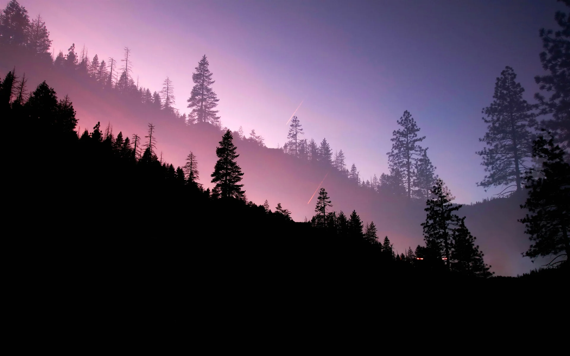 紫雾松涛,暮色松林 4K 风光摄影壁纸4K壁纸_4K风景