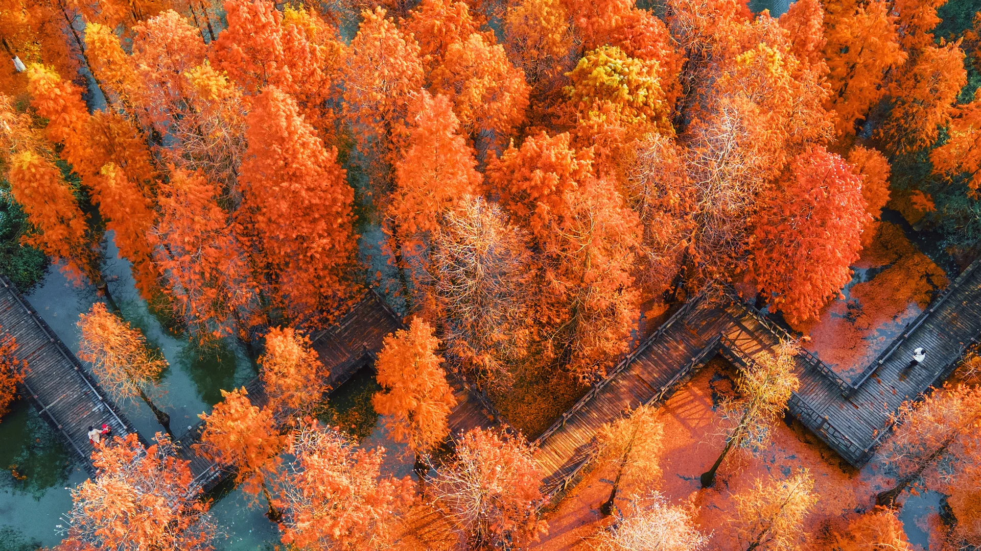 赤焰水杉，秋日水杉林 4K 风光摄影壁纸4K壁纸_4K风景